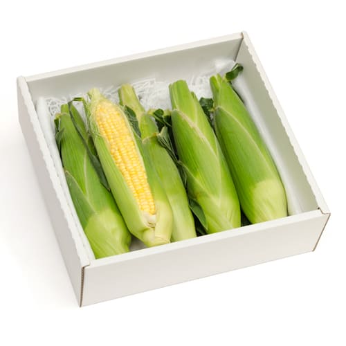 トウモロコシご贈答5本セット
