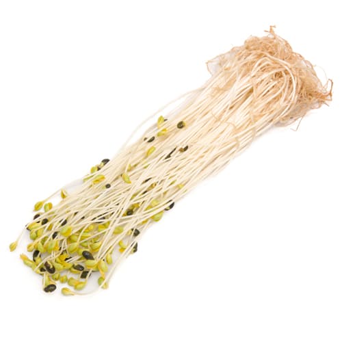 青森県産 温湯温泉 黒千石もやし