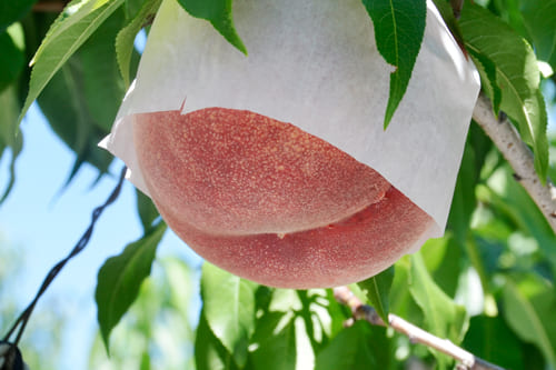 桃のそばかす