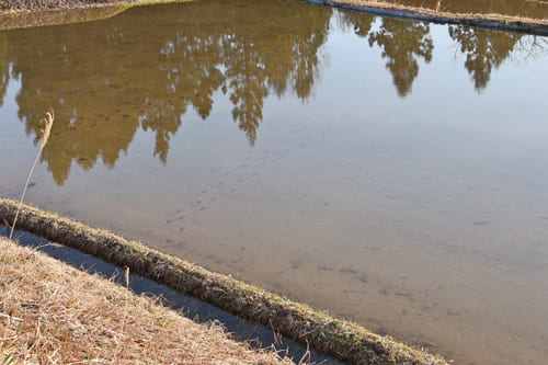山本さんの田
