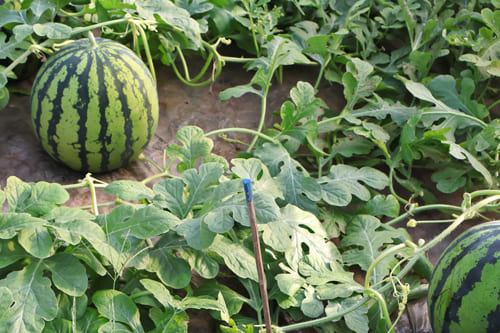 スイカの実