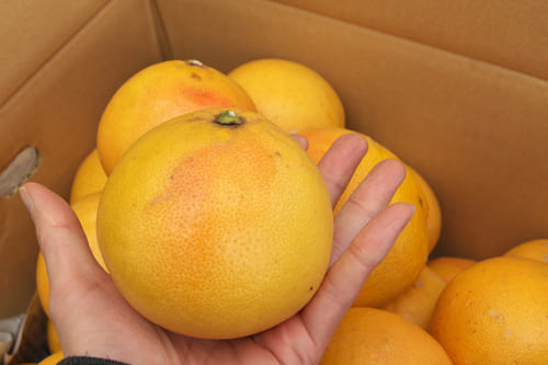 ピンクグレープフルーツ