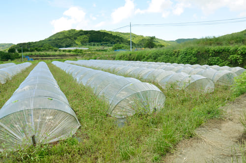 島原のメロン畑