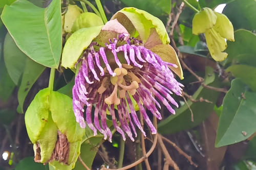 パッションフルーツの花