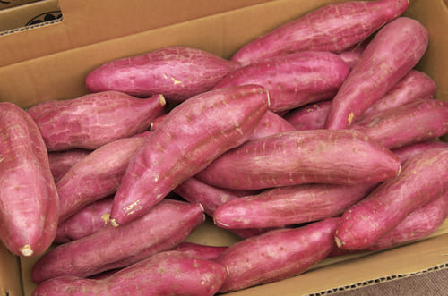 徳島県産 谷村さんの さつまいも なると金時 鳴門金時 高系14号