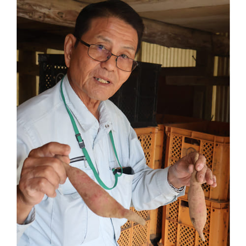 農家さんオリジナル品種 種子島産さつまいも（上妻スペシャル）