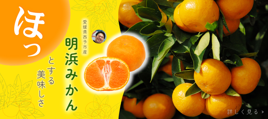 明浜みかん特集