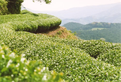 佐賀県嬉野の太田さんの茶畑