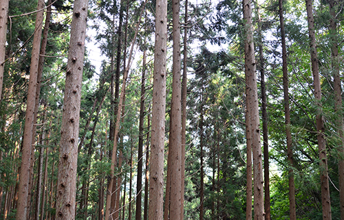 大杉さんの八つ頭畑