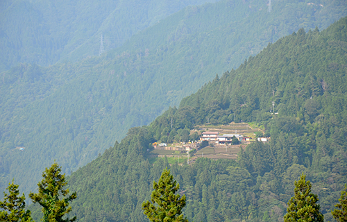 大杉さんの八つ頭畑