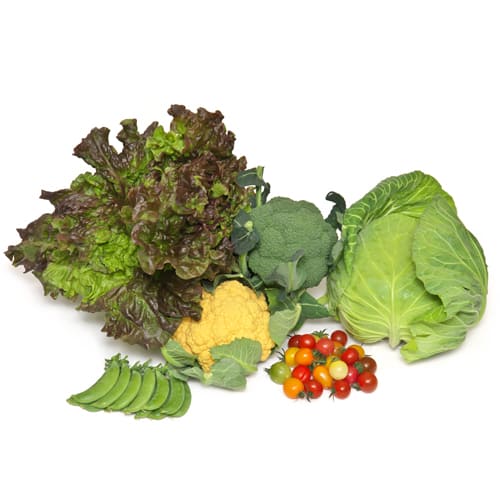 豊橋野菜セット