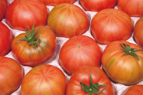 ファーストトマトの尖り具合