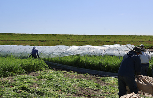 にんじんのビニールをはぐところ