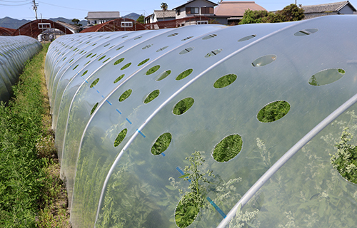 にんじんハウスのトンネル