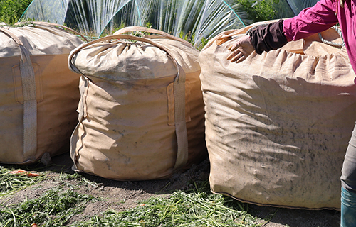 にんじんの収穫袋