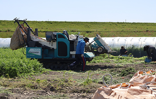 にんじん収穫用のトラクター