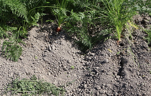 春にんじん吉野川土目