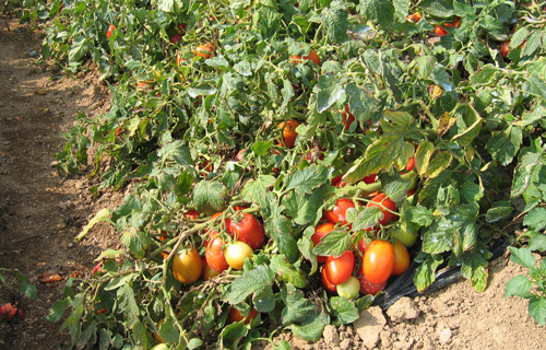 一般的な加工用トマト