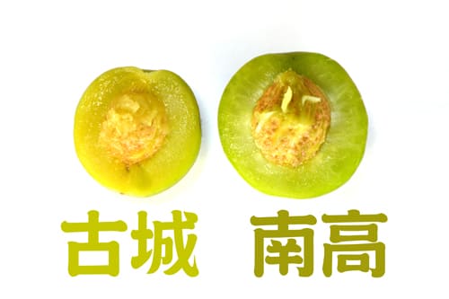 古城と南高の果肉比較
