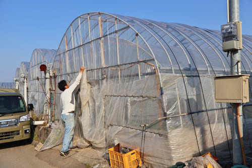 スイカのハウス