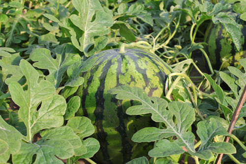 スイカのハウス