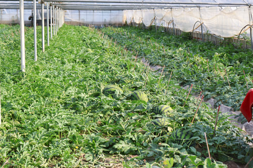 スイカのハウス