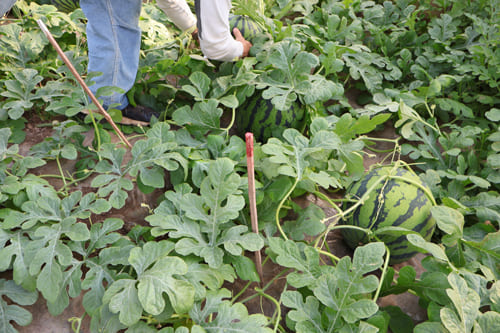 スイカのハウス 着果棒