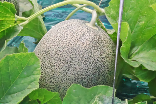 メロンゆうかの畑